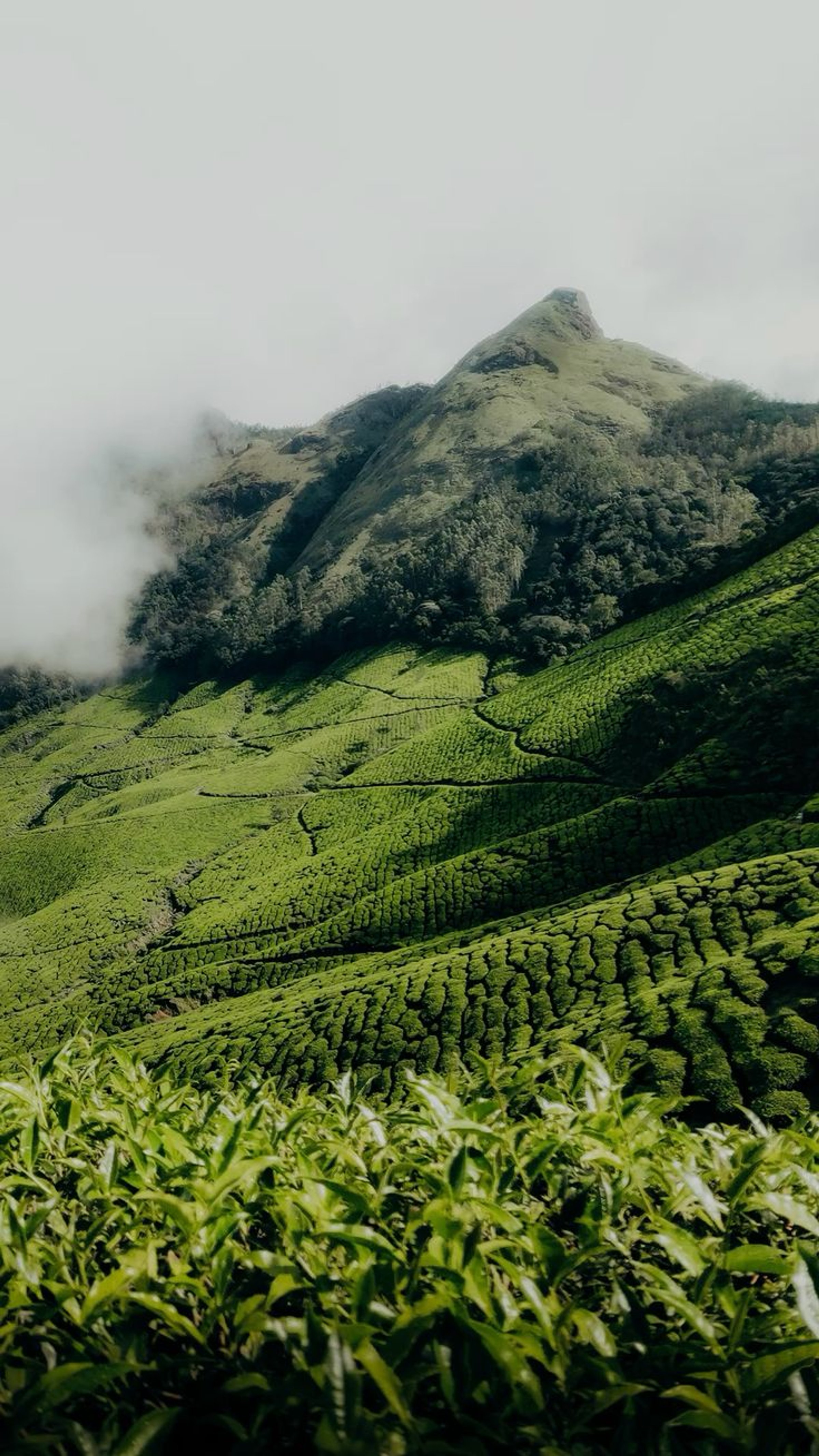 Layered green hills and forest landscape for Thekkady Gavi Kambam