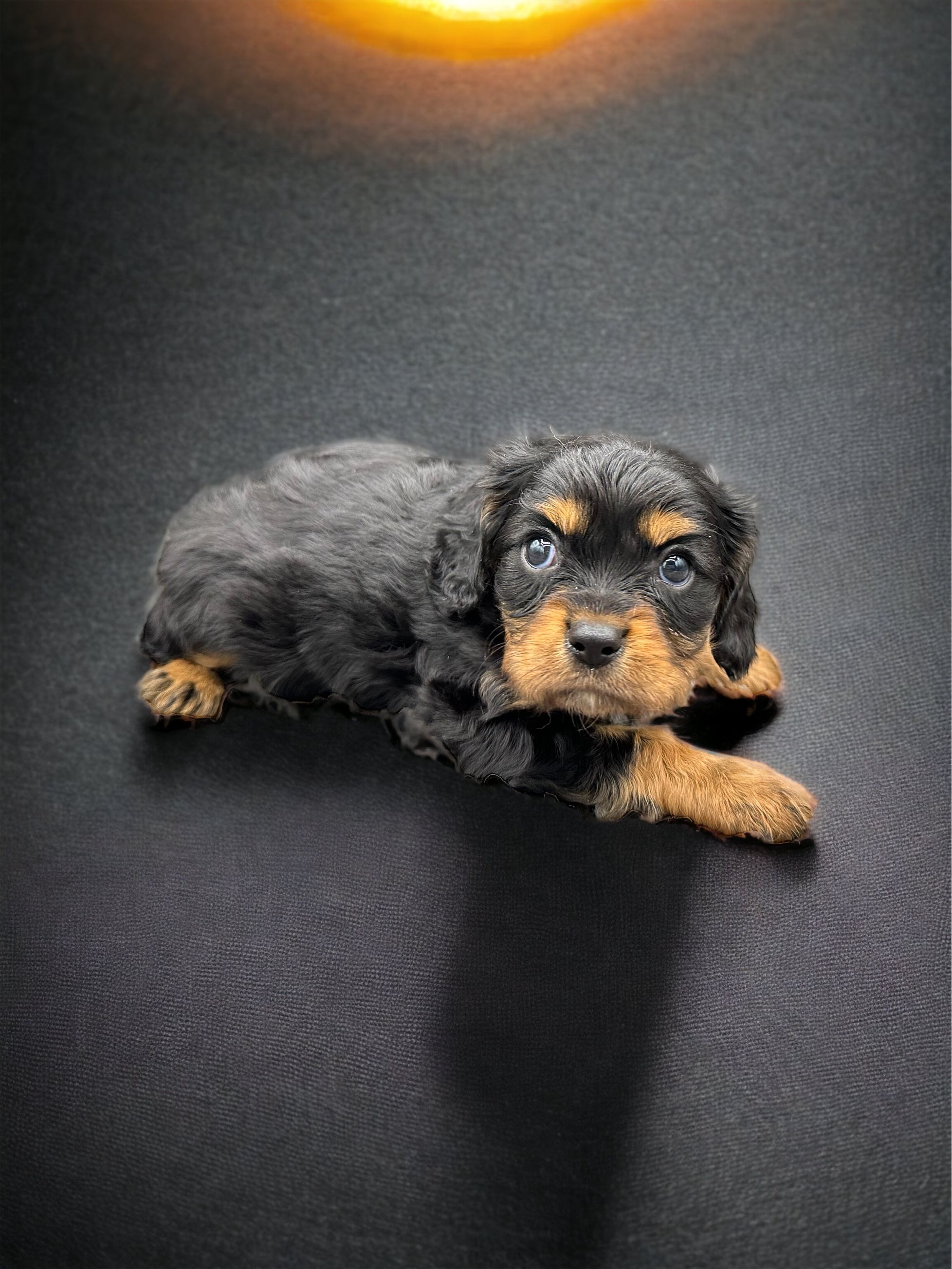 Available Puppies - Krystal Pup