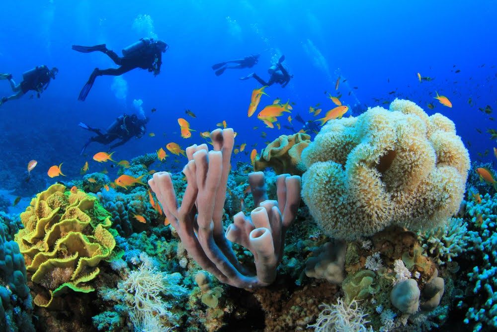 Exploring Egypt's Underwater Wonders: Top Diving Spots Revealed - Planning Your Diving Trip to Egypt