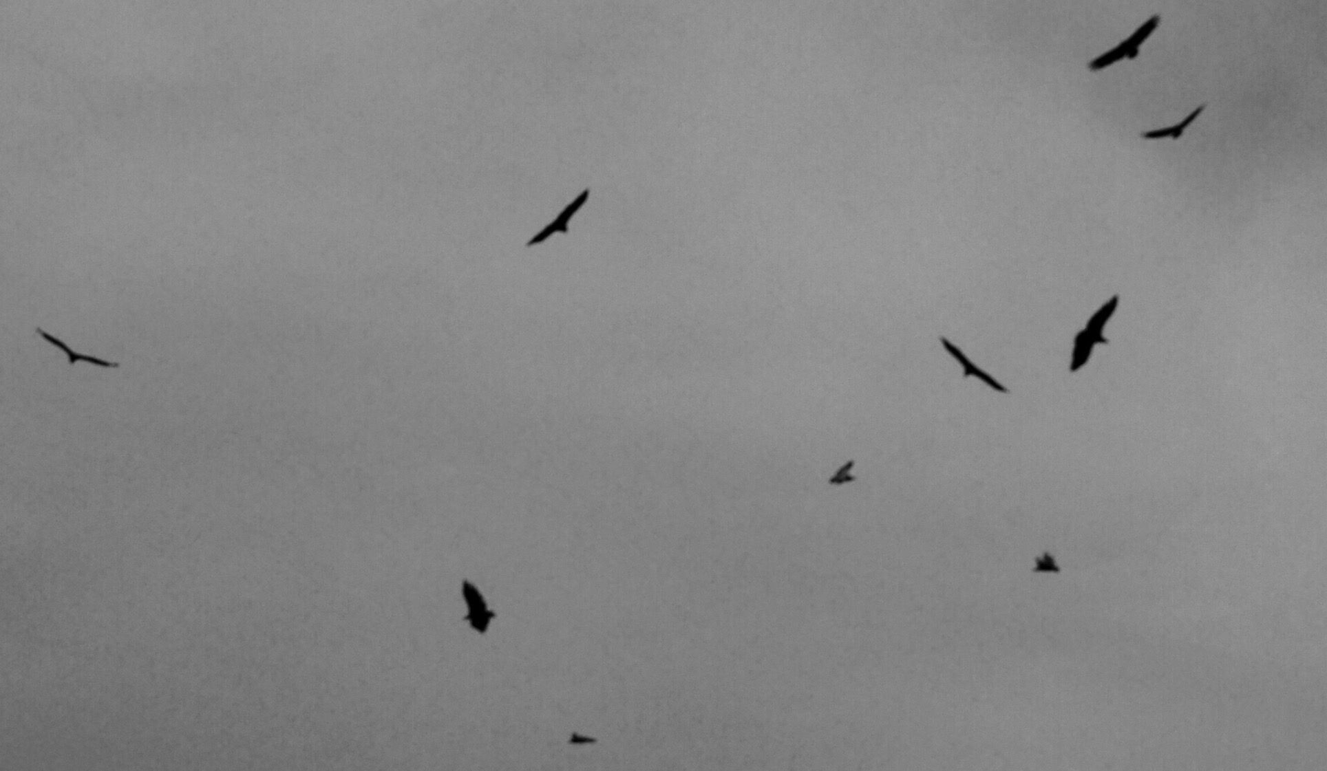 Have you ever seen a pack of vultures dinning on the carcass of a cow? It is actually quite scary&#8230;. and yes the collective noun for vultures is a venue but that sounds more like we&#8217;ve been out clubbing than scaling the Pyrenees&#8230; Out route today has been mostly by road following local knowledge that [&hellip;]