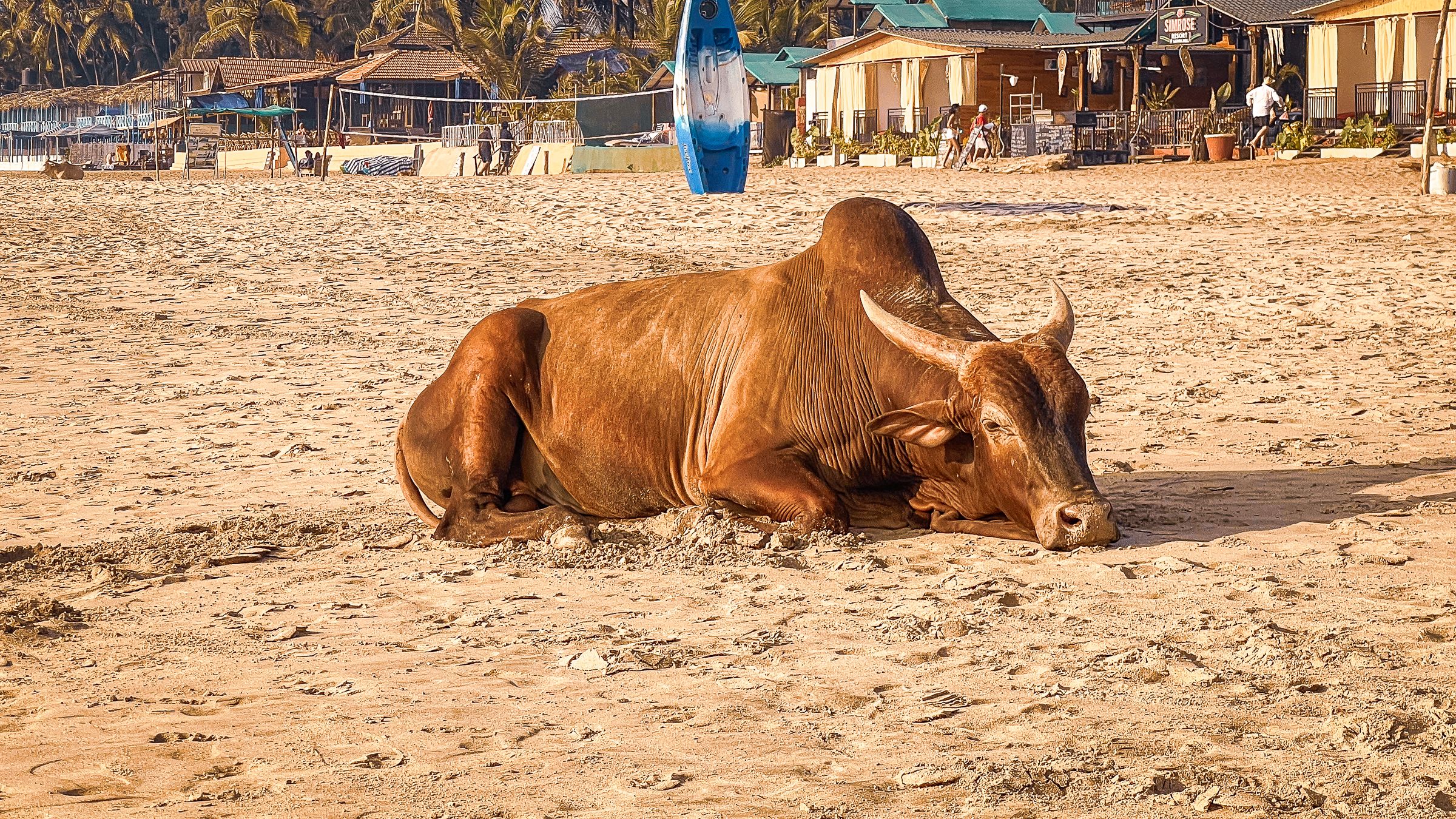 Our final beachfront hotel in Goa gives us a brief taste of how many foreigners choose to experience India. It’s significantly more expensive here and the sand is hotter than the surface of the sun, yet the sweaty sun worshippers persist in their mission for the perfect tan. it was nice to catch up with [&hellip;]