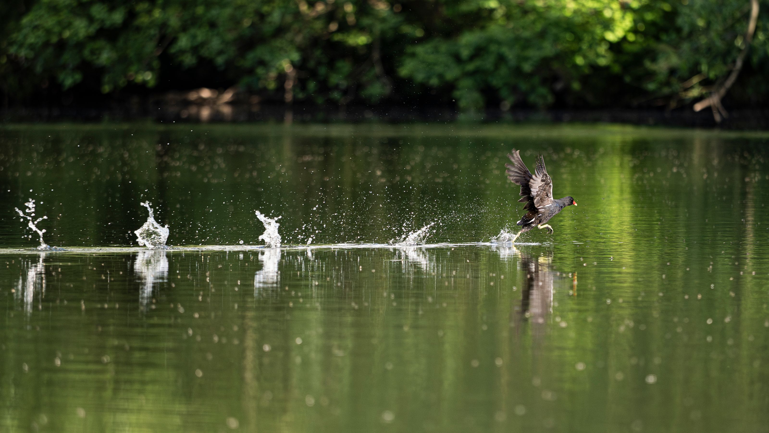 River Avon wildlife - May 2026
