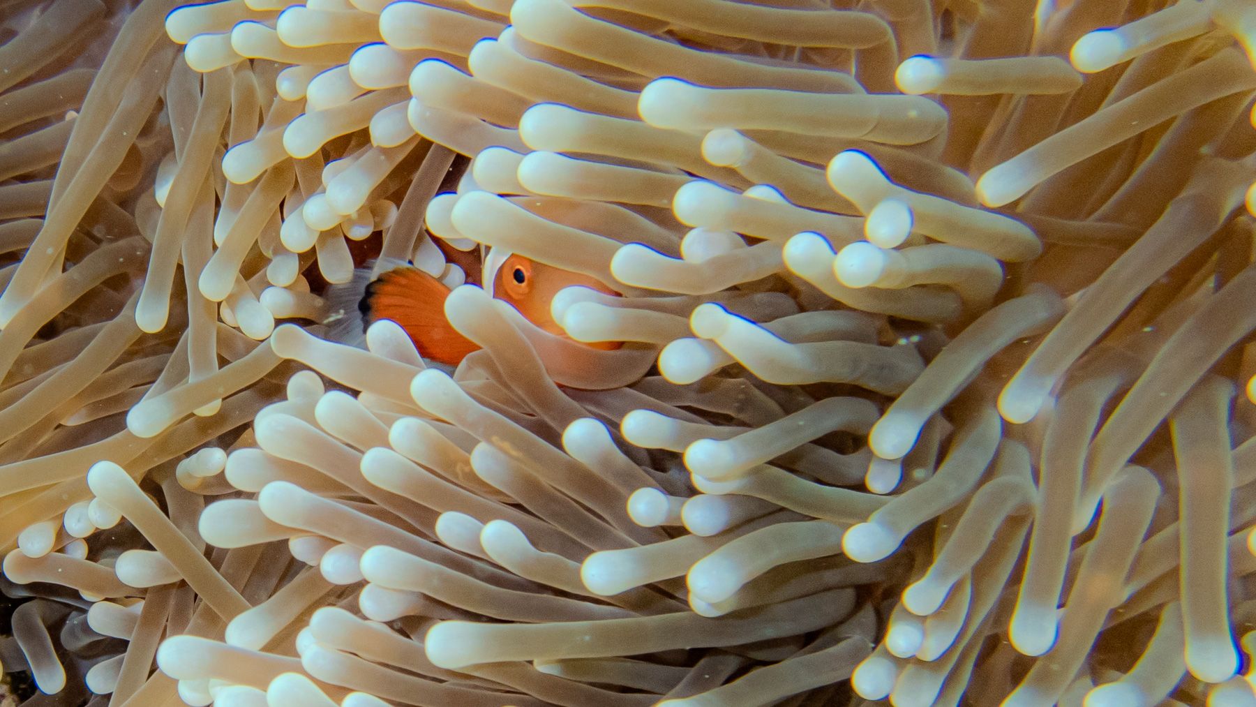 When we’re not marvelling at the wonders of nature from our bikes we’ve been enjoying cooling down in 28 degree bath water seas. The Philippines is home to more than 52,000 species, more than half of which are endemic to the Philippines. Although the evidence of climate change is painfully obvious in some places, the [&hellip;]