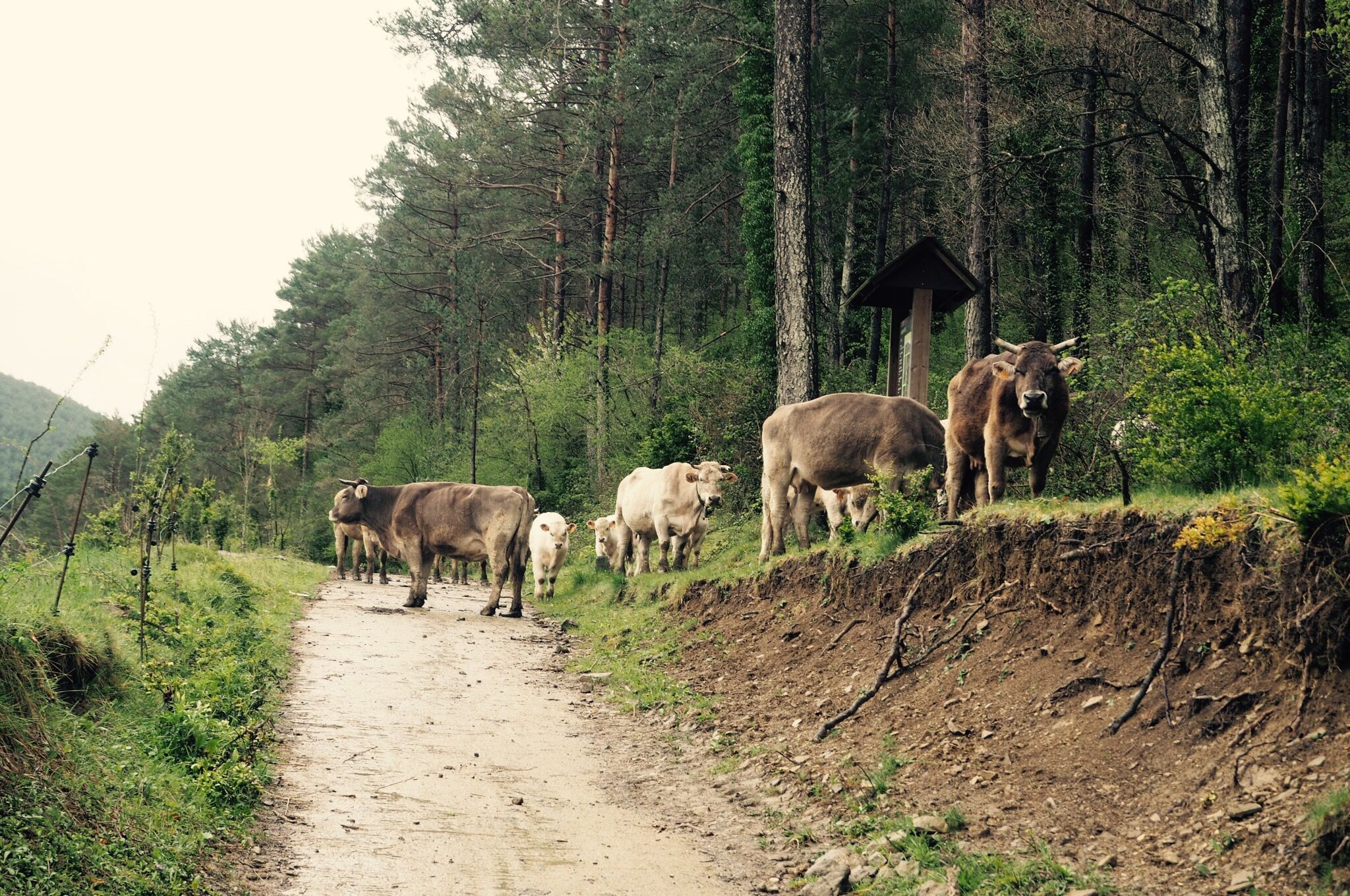 Today has been all about uphill slog, heavy rain, cows and low cloud&#8230;  In between rain storms we have been picking our way through fields of horned cows and their new born calves.  The cows have very strangely shaped udders and humps at the back of their neck up here in the mountains so we [&hellip;]