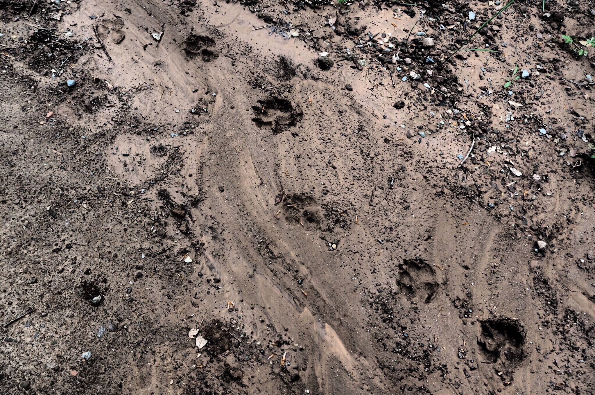 Some things that I have learned since I started cycling across the Pyrenees: 1) Bears live in these mountains!  Slovenian bears in Spain &#8211; one can only imagine what el correo diario would make of that. Ok, the footprints we found may have been a very big dog, but I can&#8217;t think what would have [&hellip;]