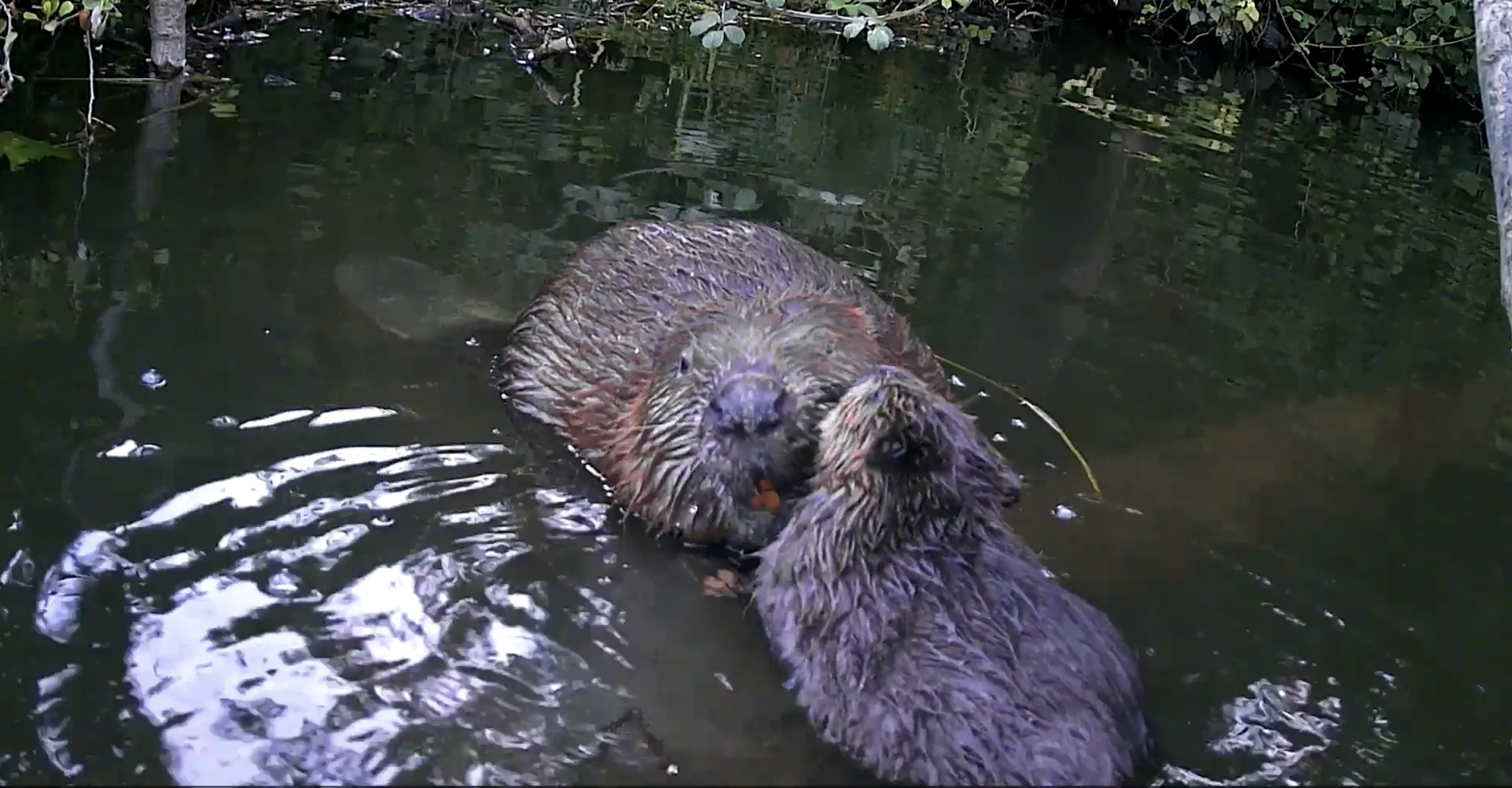 Beaver Kits on the Avon, June 2026