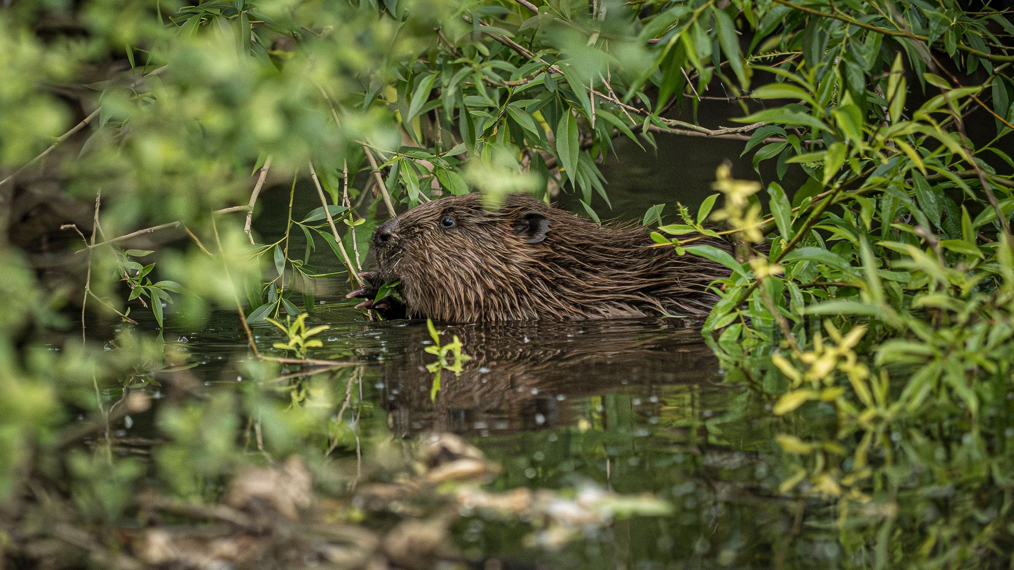 River Avon wildlife - April 2026
