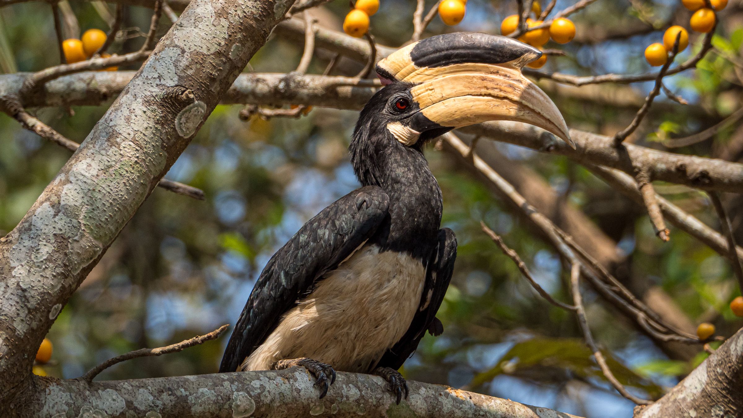 The unwelcome and nagging pain of an old injury (I’m fine, just in need of some time resting off the bike) and the sudden realisation that it’s February already, led us to fully experience the complexities of Indian driving from the inside.  Thank goodness the car had seatbelts. Early on in our trip we’d realised [&hellip;]
