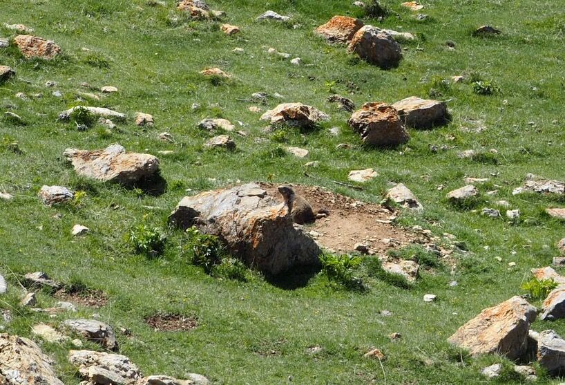 One of the many nice things about biking in the mountains is that you can creep up on the wildlife quickly and quietly*, like this fella, Alan. Alan is a friendly marmot who lives in the Spanish Pyrenees, not far from the borders with France and Andorra.  Alan has lost his friend Steve. For anyone [&hellip;]
