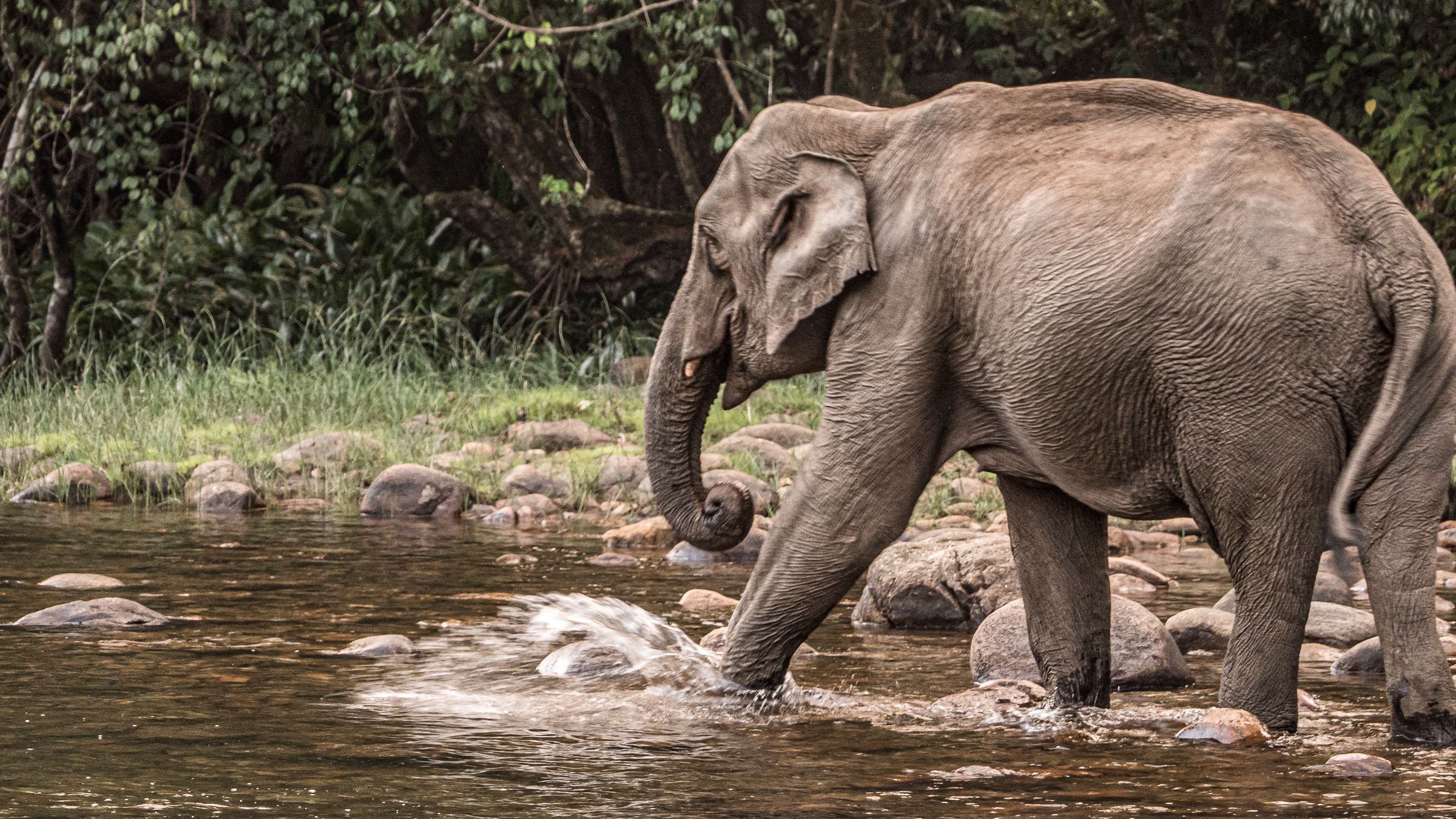 The icing on our Keralan Christmas cake was a stunning bike ride down through tea plantations to Anakulam. The relaxing downhill we’d both decided on was punctuated by tea stops, delicious biryani and an unexpected jungle scramble (er, I mean shortcut) neither of us had bargained for (thanks for that Komoot). Unexpectedly sweaty, we arrived [&hellip;]