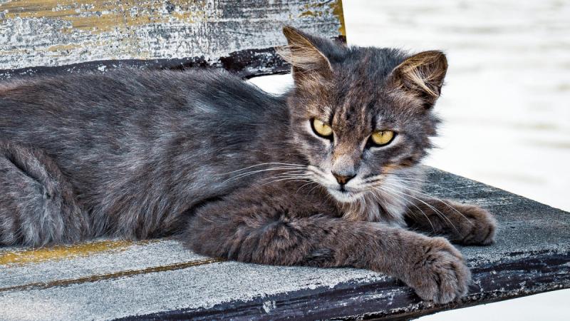 Gez's second best mate.