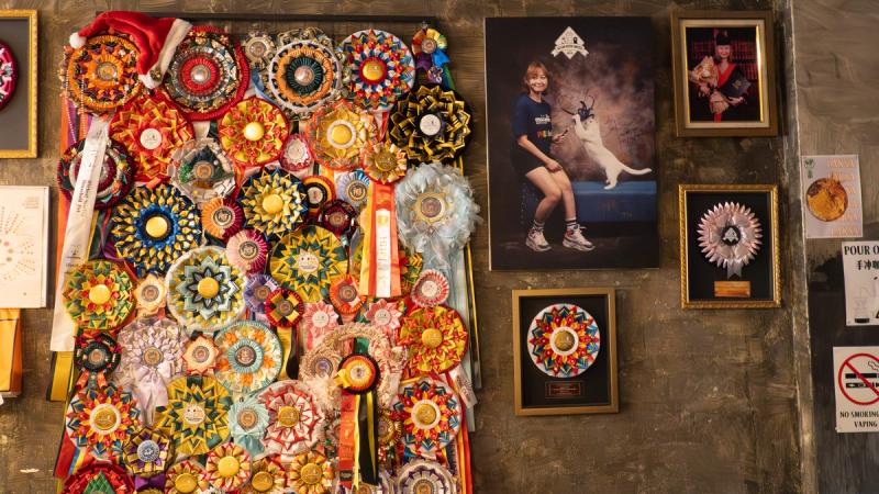 This cat is definitely an overachiever