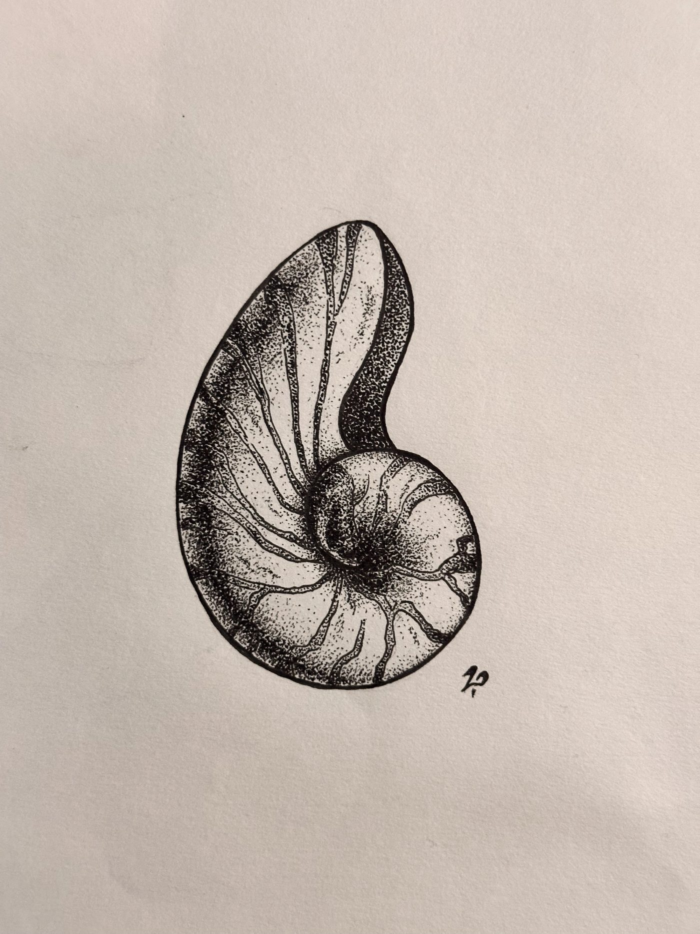 Three monochrome nautilus shell studies arranged in a row