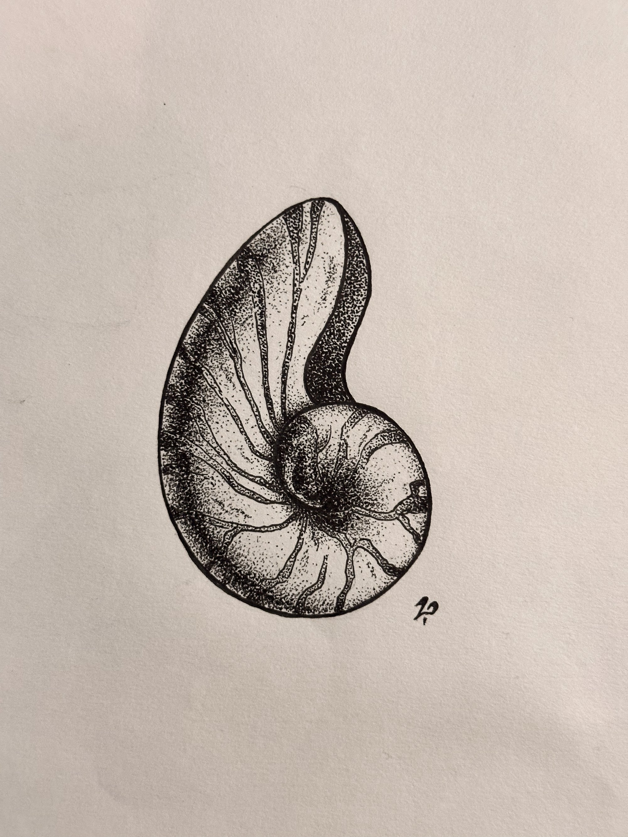 Three monochrome nautilus shell studies arranged in a row