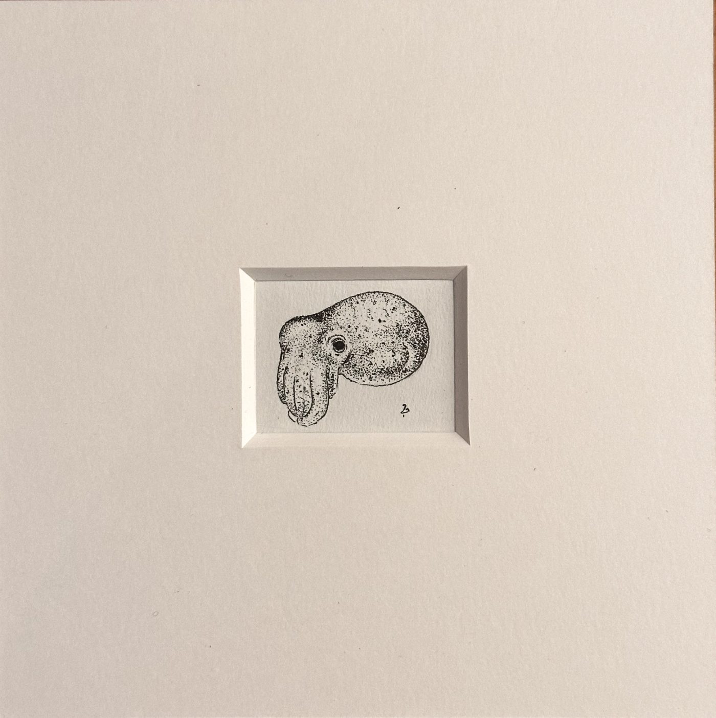 Miniature monochrome drawing of a dumbo octopus