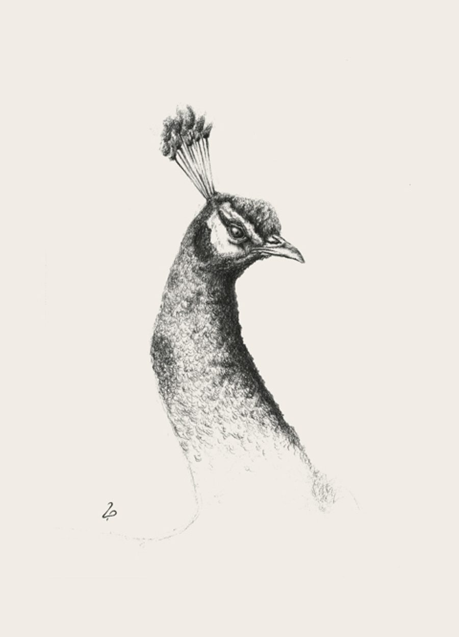 Black-and-white peacock study print