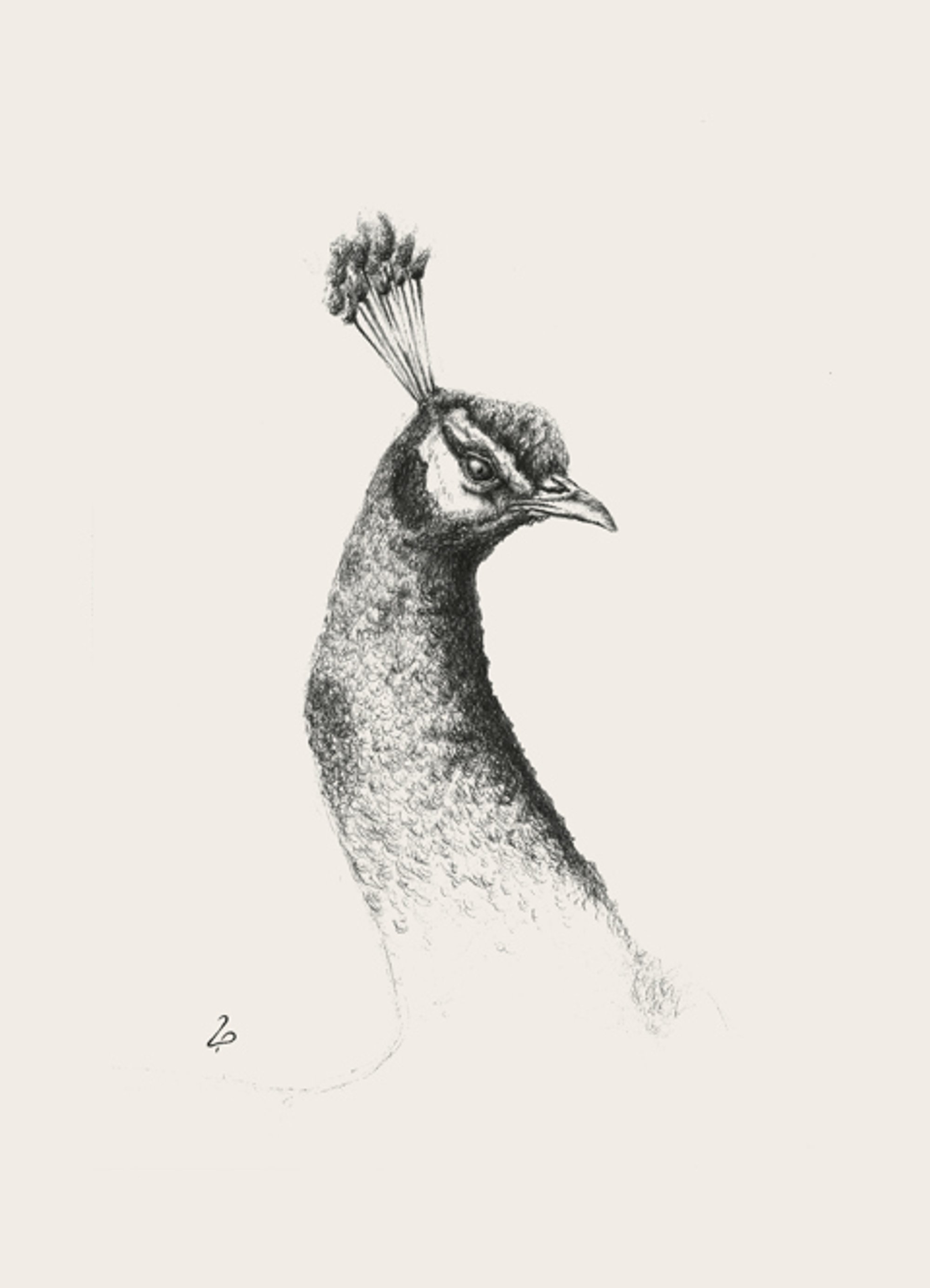 Black-and-white peacock study print