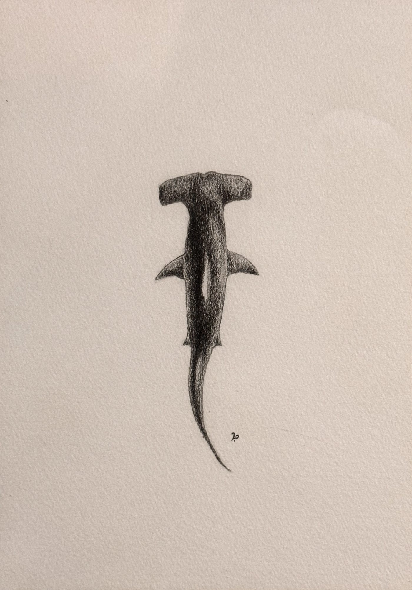Minimal monochrome study of a hammerhead shark