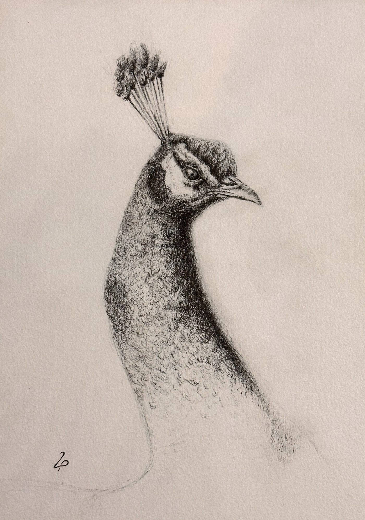 Monochrome profile study of a peacock
