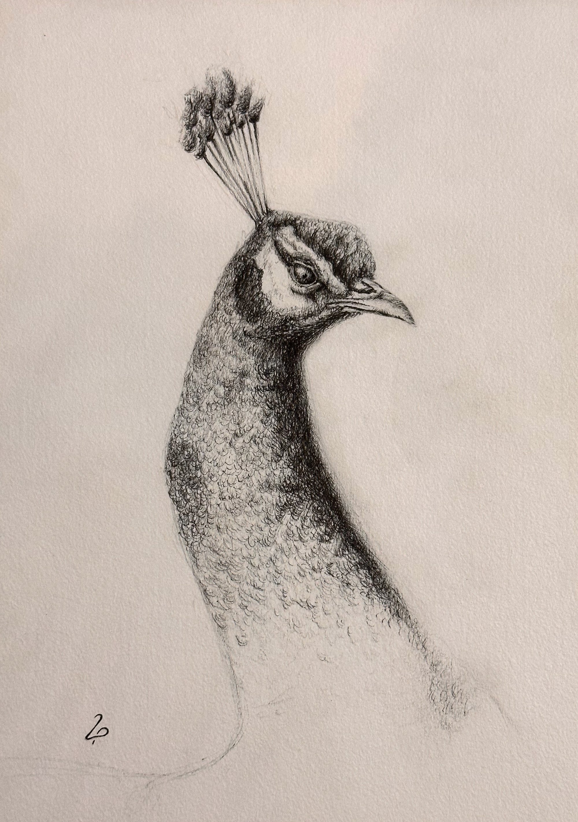 Monochrome profile study of a peacock