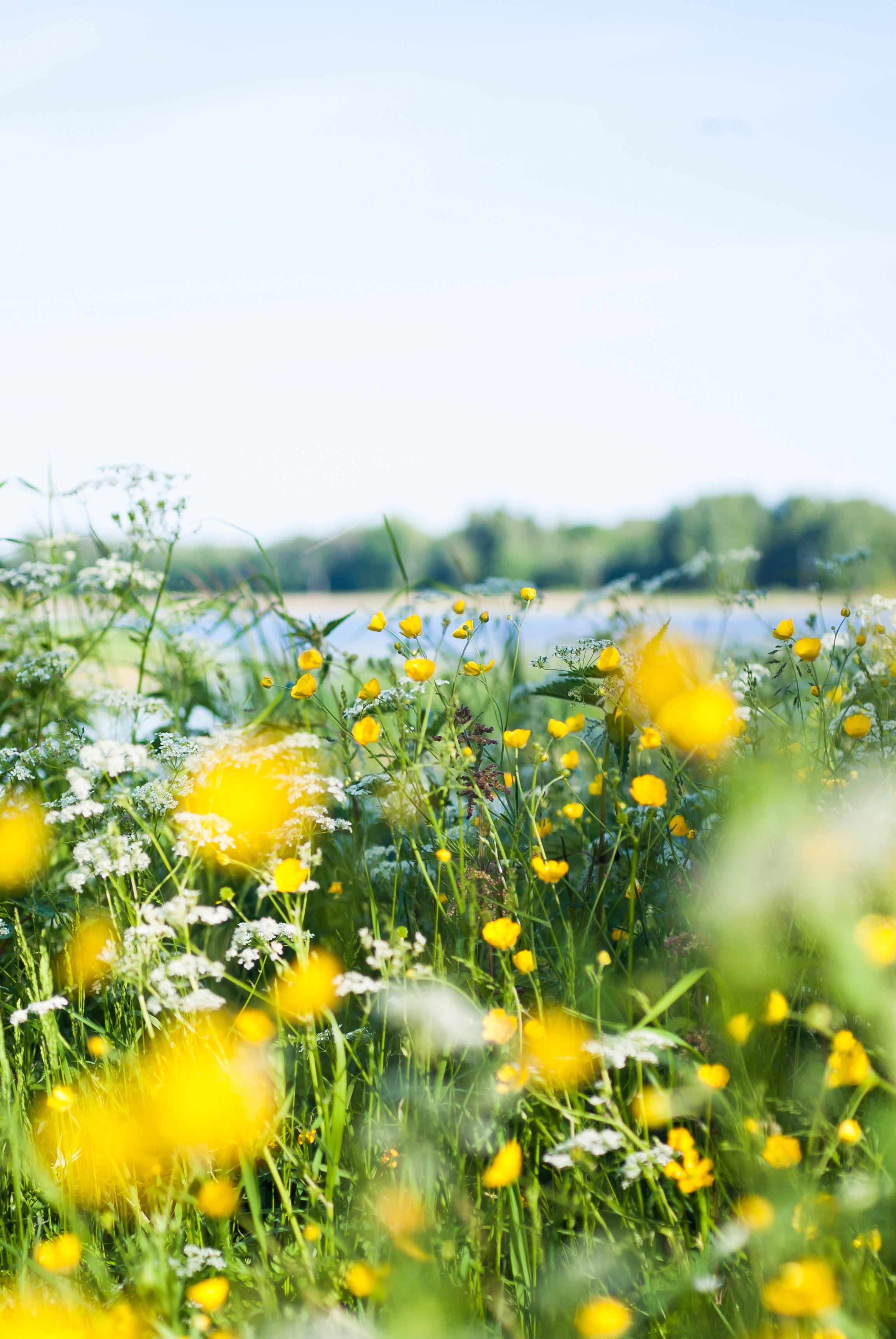 Bilde av gule sommerblomster med vann i bakgrunnen