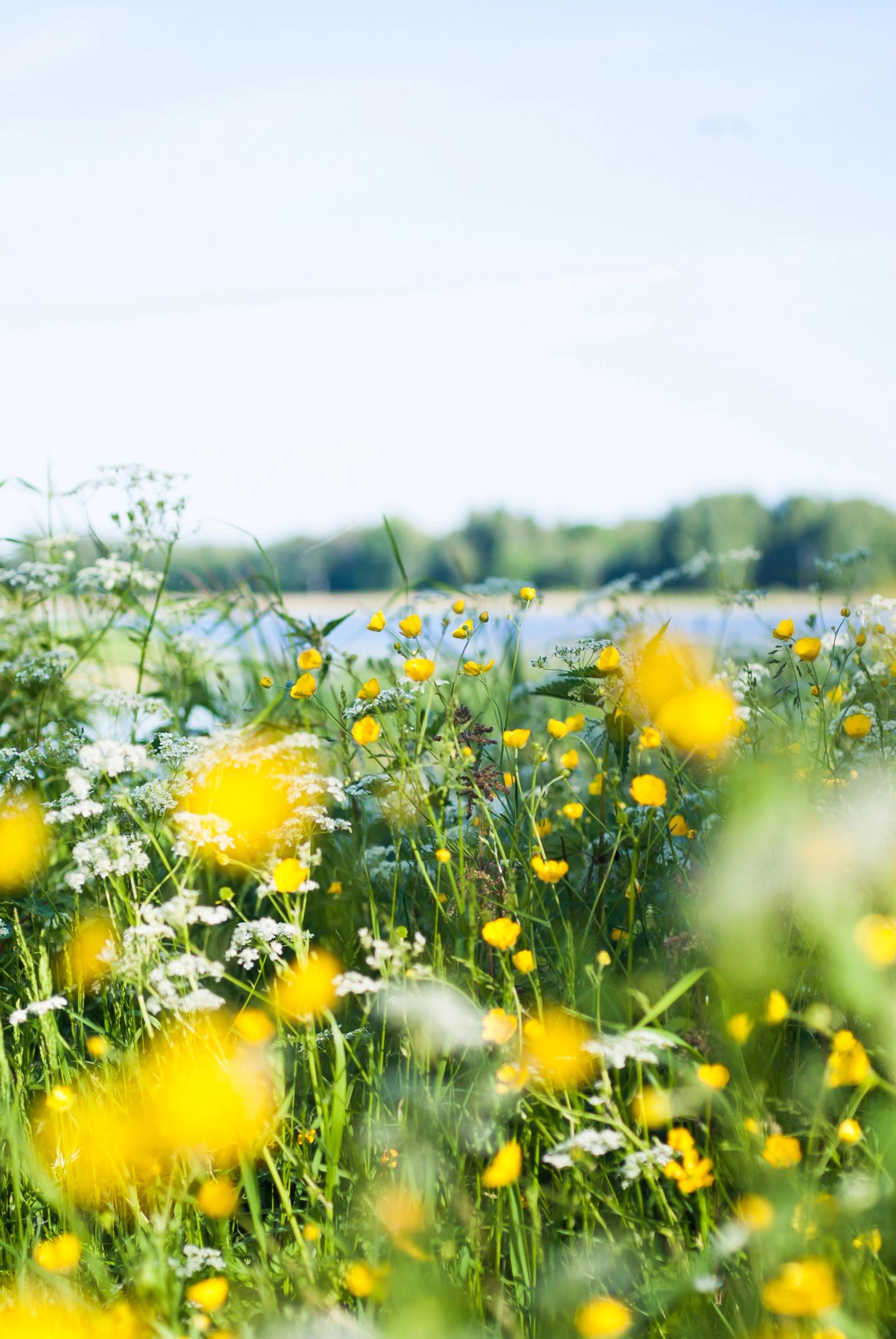 Bilde av gule sommerblomster med vann i bakgrunnen