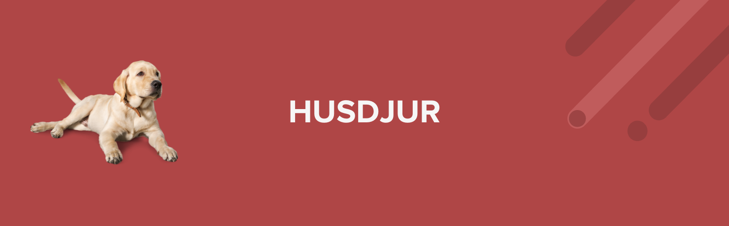husdjur