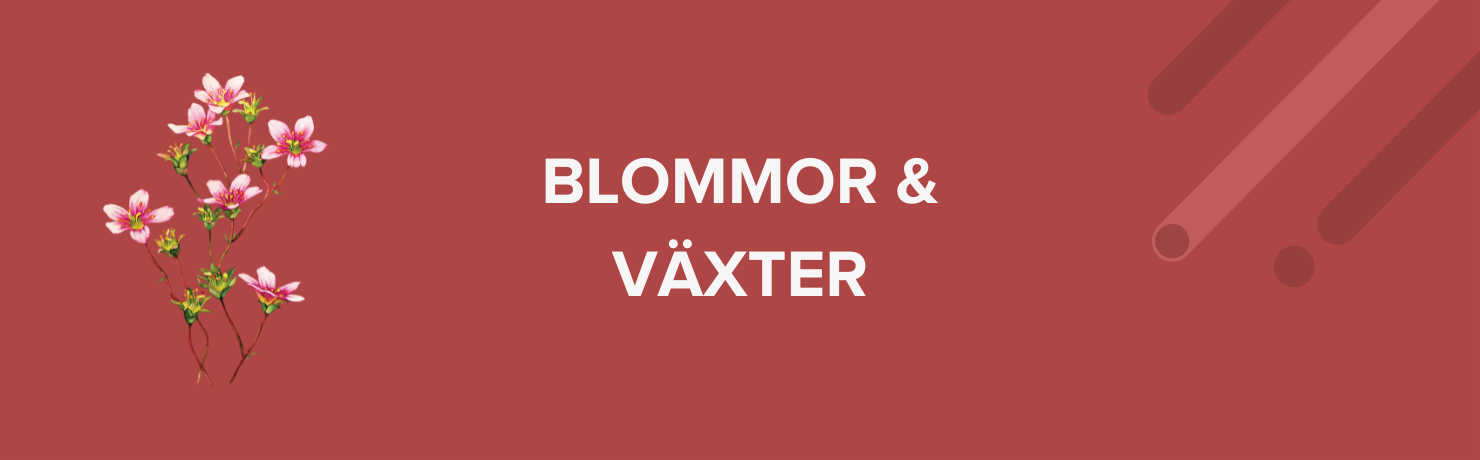 blommor och växter
