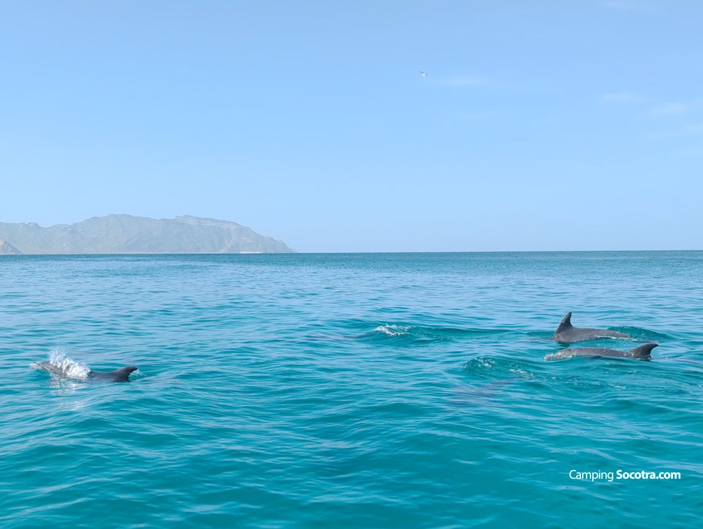 Dolphins & The Hidden Coast (Shuab Bay)