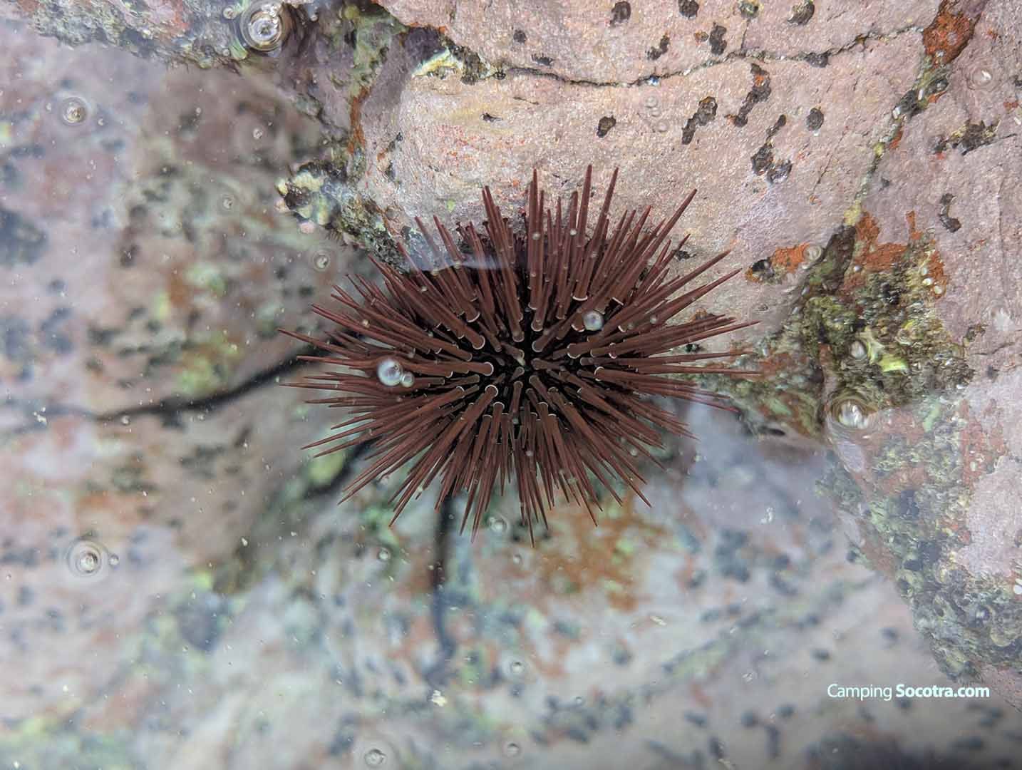 Sustainable Travel in Socotra: Protecting a Rare Island