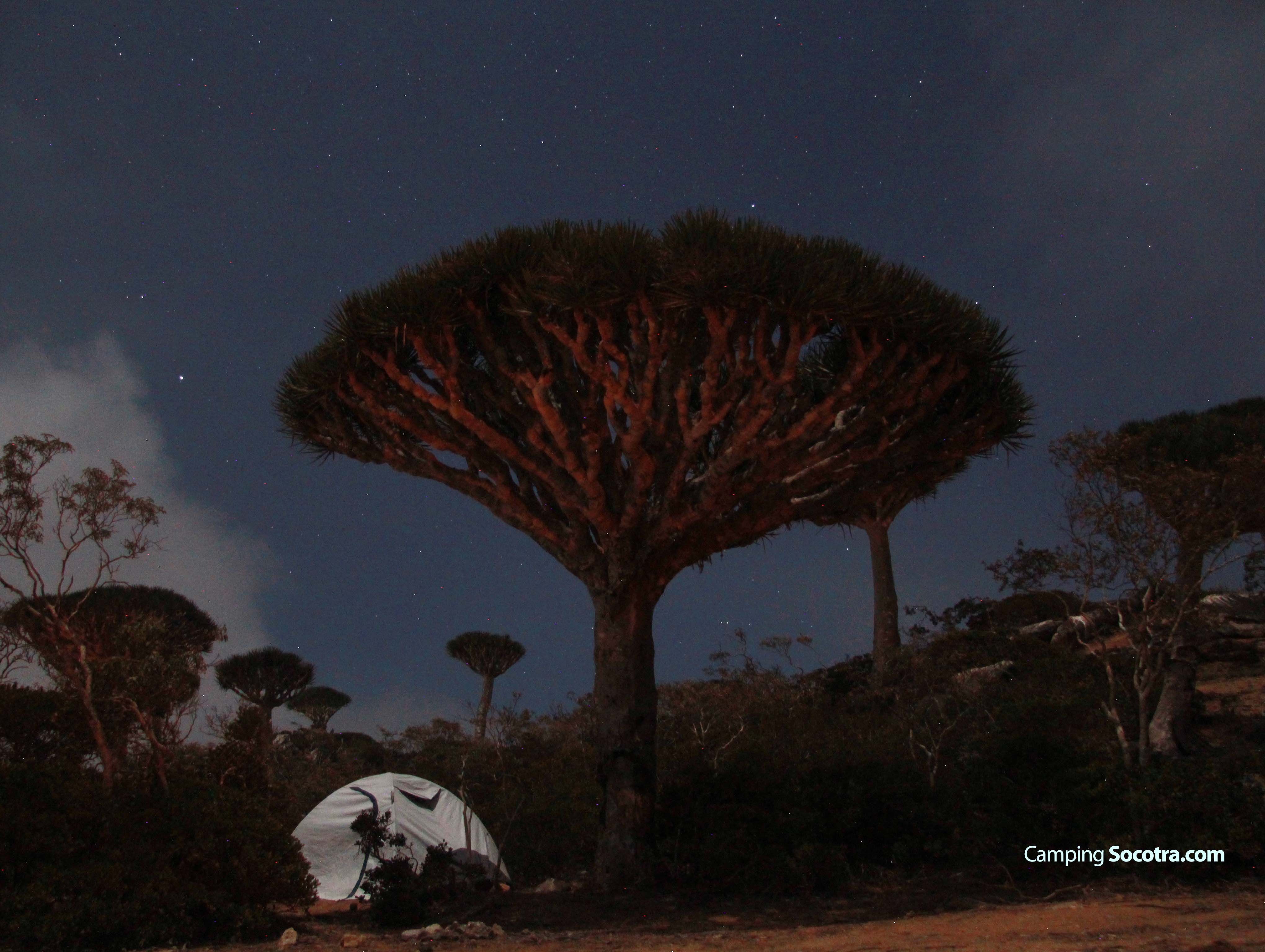 The Heart of the Forest (Firmihin Forest)