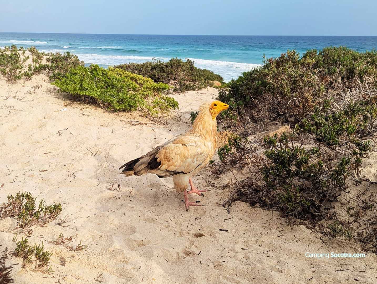 Beyond Goats: Discover Socotra’s Unique Wildlife