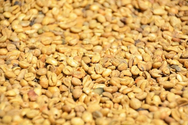 Yellow Honey-Processed Coffee Beans