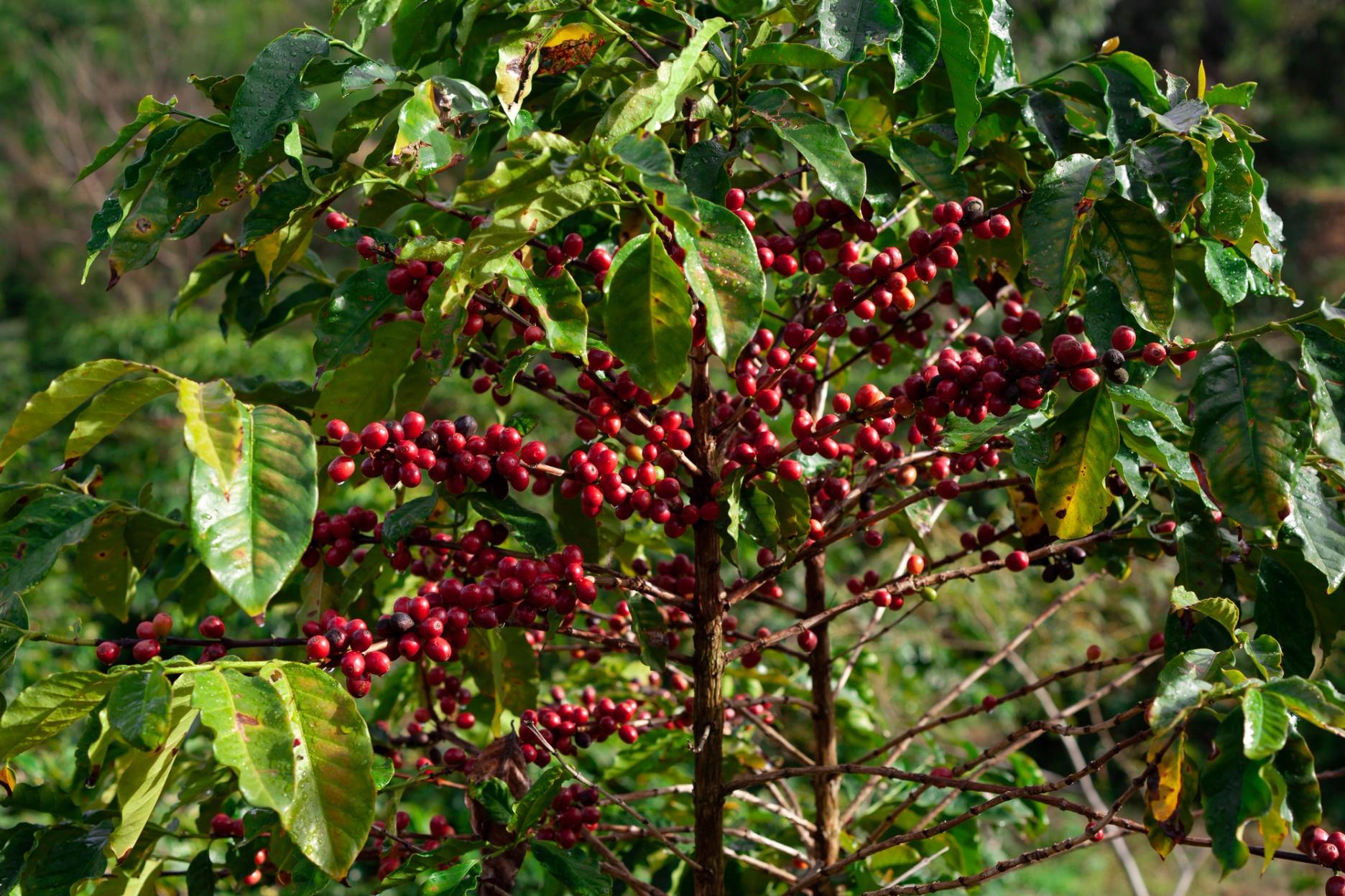 Coffee Plant  - Coffea