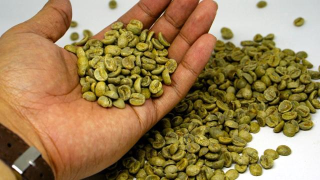 A handful of green coffee beans