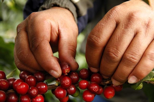 Handpicking Coffee Cherries