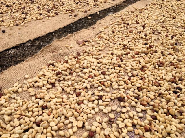 Drying Natural Process Coffee Beans