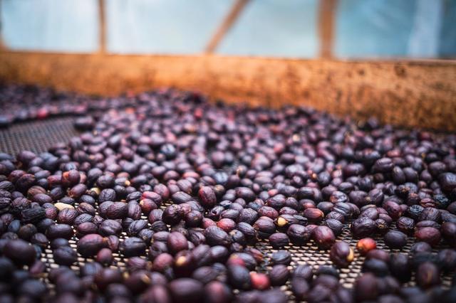 Drying the Coffee Cherries for Natural Processed Coffee Beans