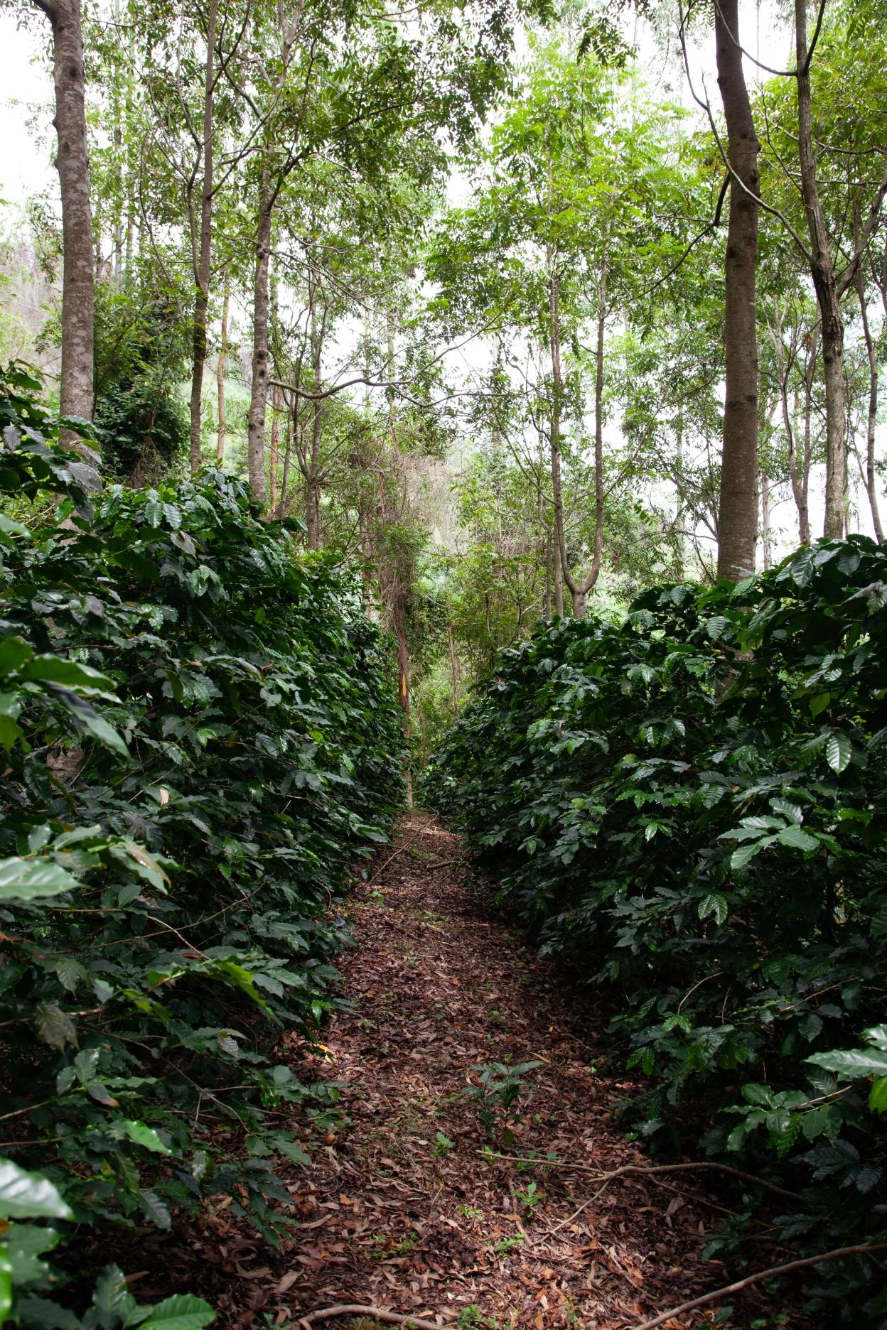 Coffee Plantation in the shade of Eucalyptus Threes