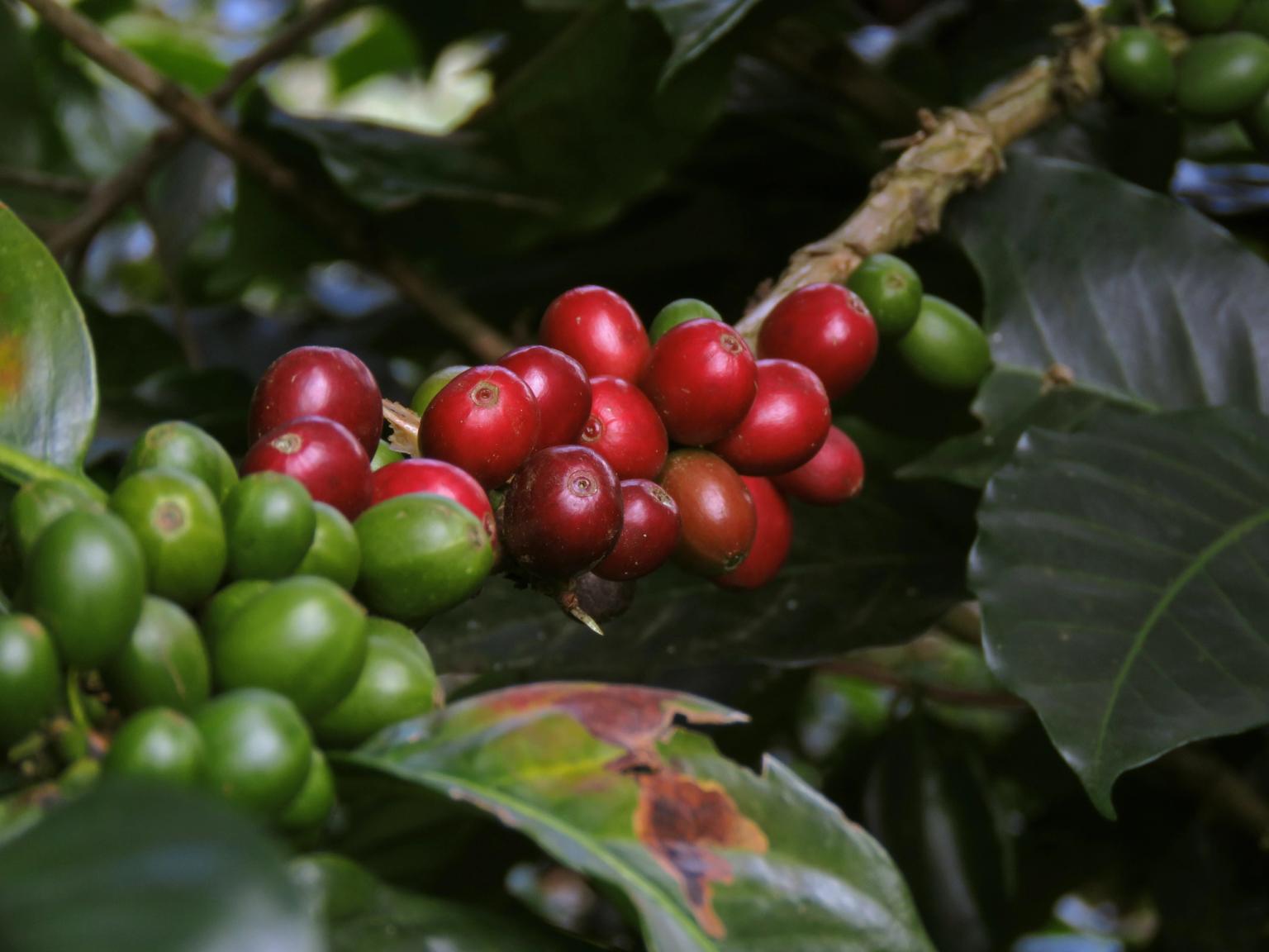 Coffee Fruits