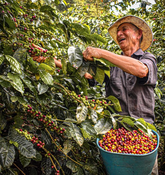 Coffee Harvest