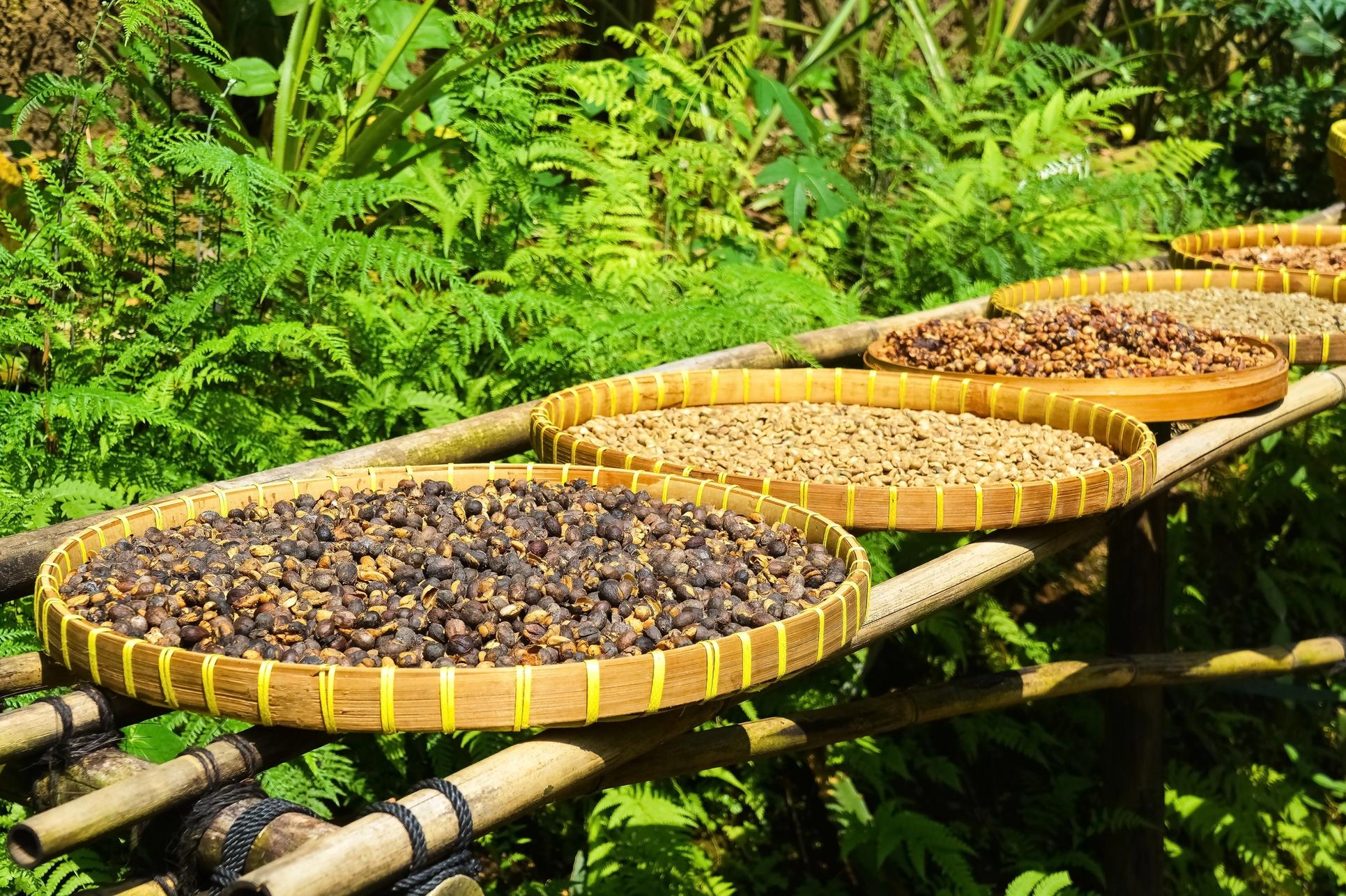 Black, Yellow, and Red Honey Process Coffee Beans