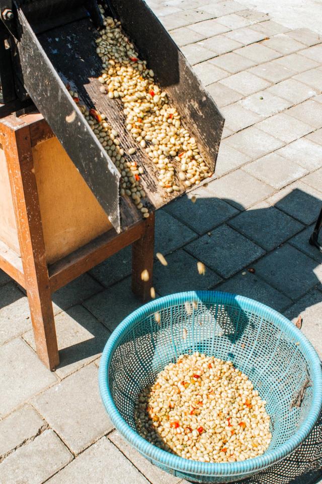 Coffee Beans Exiting a De-pulping Machine