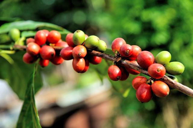 Ripe and Still-green Arabica Coffee Cherries on a Branch