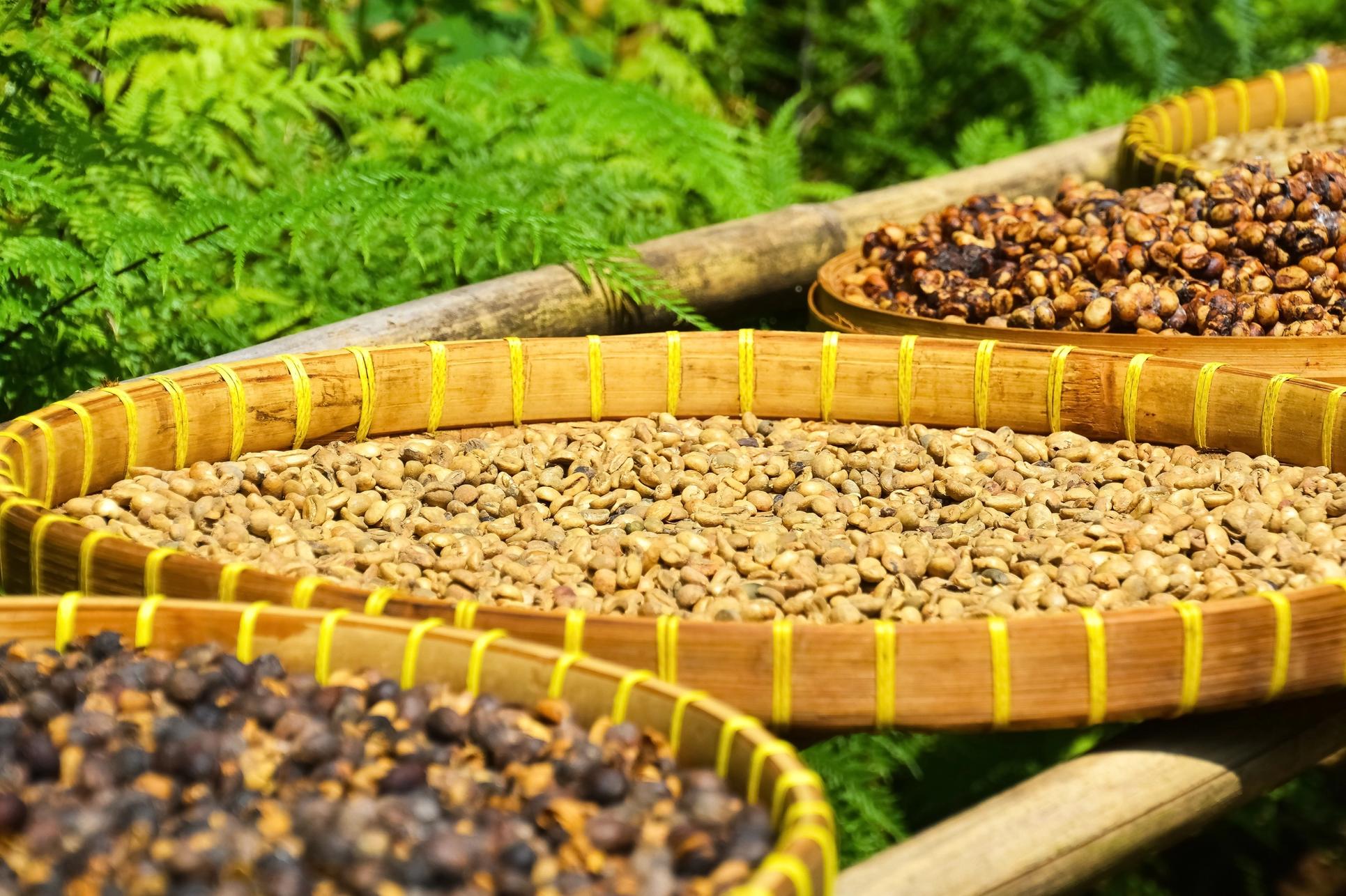 Black, Yellow, and Red Honey-Processed Coffee Beans