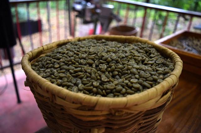 Basket with Sorted Green Coffee Beans