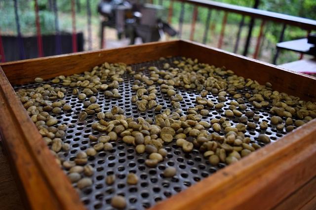Sorting and Grading Green Coffee Beans 