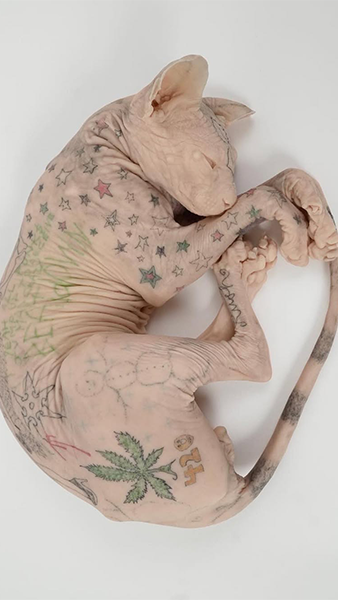 a hairless cat has a lot of tattoos on its body
