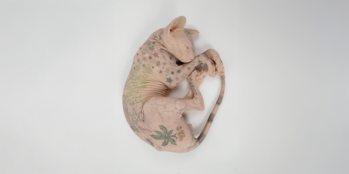 a hairless cat has a lot of tattoos on its body