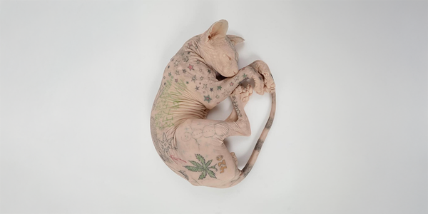 a hairless cat has a lot of tattoos on its body